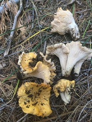 Cantharellus cascadensis