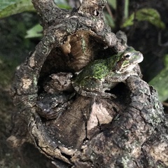 Hyla japonica