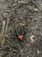 Rhiginia cinctiventris