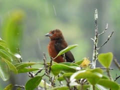 Ramphocelus melanogaster