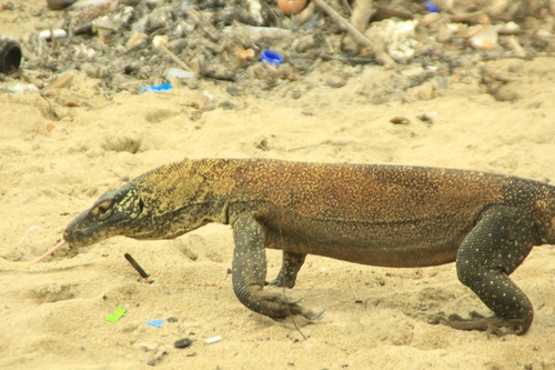Varanus komodoensis