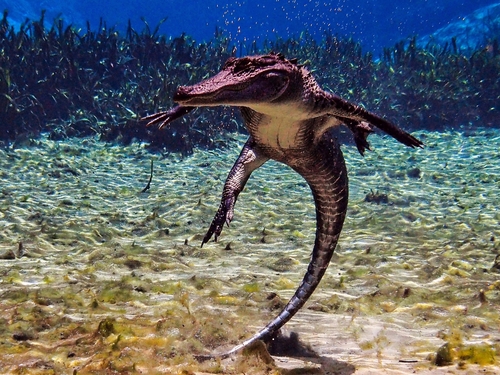 American Alligator photographed in Florida