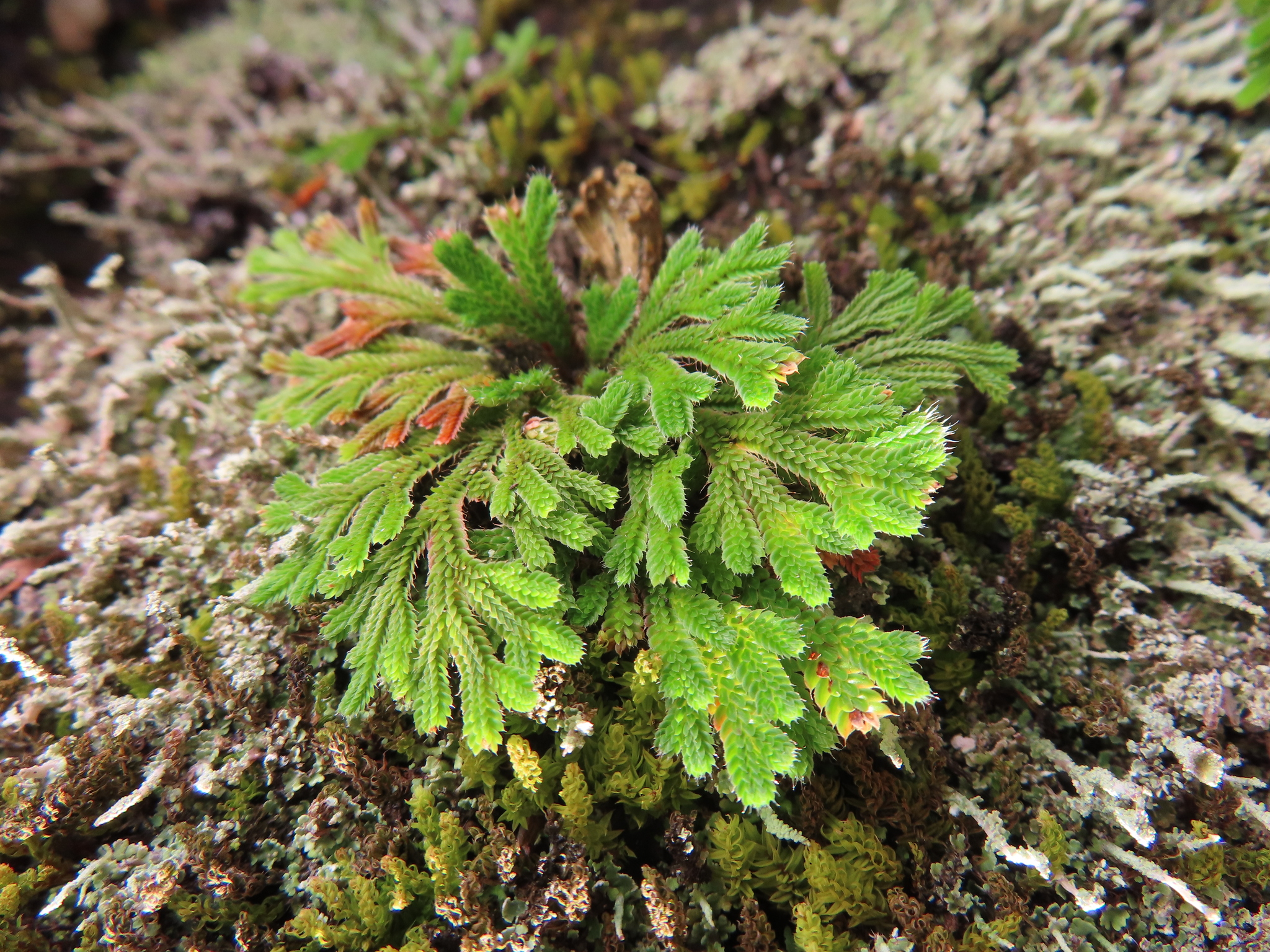 Selaginella Tamariscina (Selaginella tamariscina)