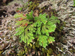 Sélaginelle De Tamaris (Selaginella tamariscina)