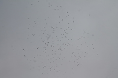 Leucophaeus pipixcan