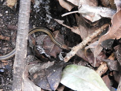 Coniophanes schmidti