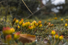 Gentianella hirculus