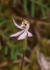 Caladenia variegata