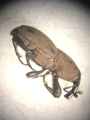 Sphenophorus parvulus