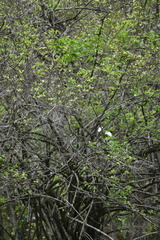 Achatocarpus nigricans