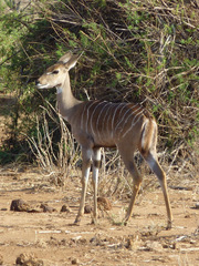 Tragelaphus imberbis
