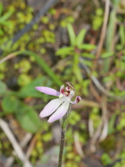 Caladenia bartlettii