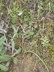Caladenia bartlettii