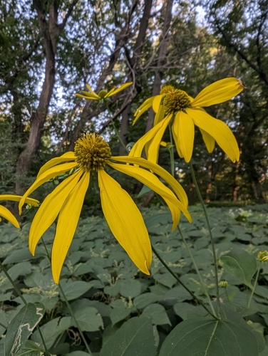 cutleaf coneflower