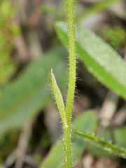 Caladenia bartlettii
