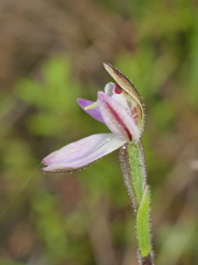 Caladenia bartlettii