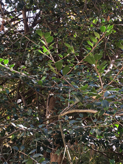 Ilex opaca