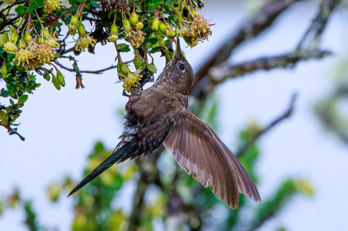 Blue-mantled Thornbill (Chalcostigma stanleyi), photo 9