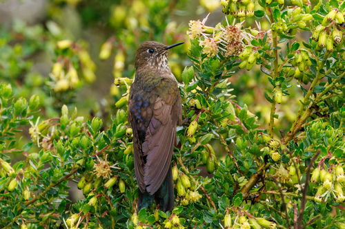 Blue-mantled Thornbill (Chalcostigma stanleyi), photo 8