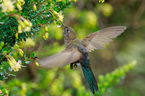 Blue-mantled Thornbill (Chalcostigma stanleyi), photo 7