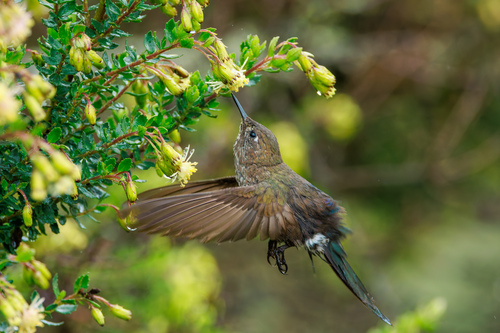 Blue-mantled Thornbill (Chalcostigma stanleyi), photo 6