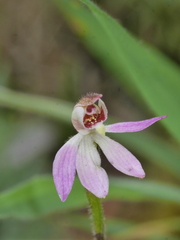 Caladenia bartlettii