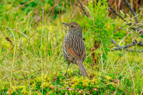 Many-striped Canastero (Asthenes flammulata), photo 9