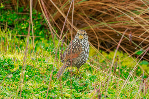 Many-striped Canastero (Asthenes flammulata), photo 10