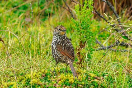 Many-striped Canastero (Asthenes flammulata), photo 8