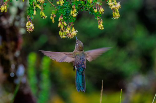Blue-mantled Thornbill (Chalcostigma stanleyi), photo 3