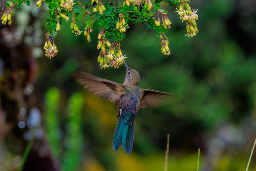 Blue-mantled Thornbill (Chalcostigma stanleyi), photo 4