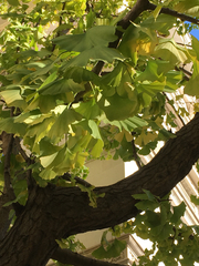 Ginkgo biloba