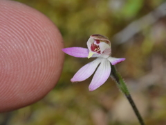 Caladenia bartlettii