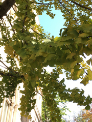 Ginkgo biloba