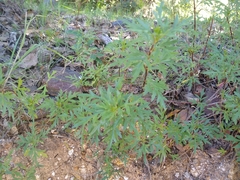 Cosmos sulphureus