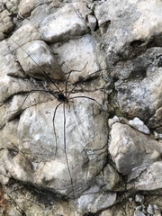 Mitopus glacialis