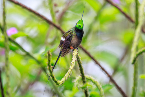 Wire-crested Thorntail (Discosura popelairii), photo 5