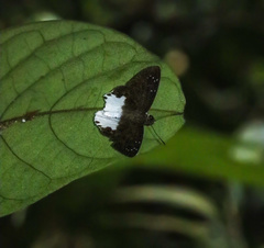 Tagiades calligana