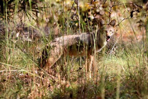Canis latrans image