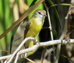 Microeca flavigaster