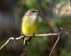 Microeca flavigaster