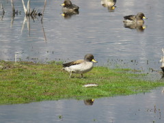 Anas flavirostris oxyptera