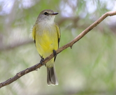 Microeca flavigaster