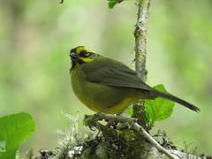 Atlapetes citrinellus