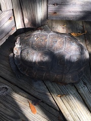 Gopherus polyphemus