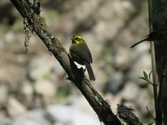 Atlapetes citrinellus