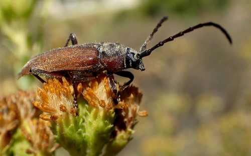 Crossidius testaceus LeConte, 1851