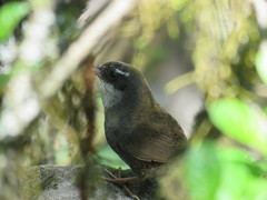 Scytalopus superciliaris