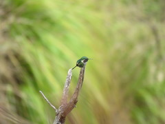Microstilbon burmeisteri