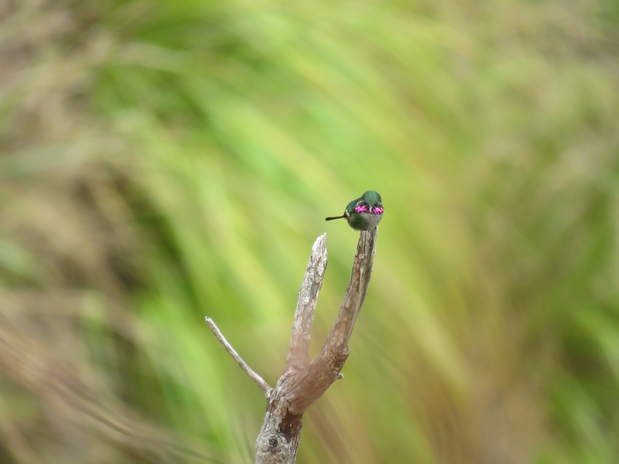 Slender-tailed Woodstar (Microstilbon burmeisteri)